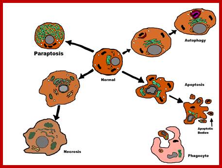 Image result for Para-apoptosis in cells