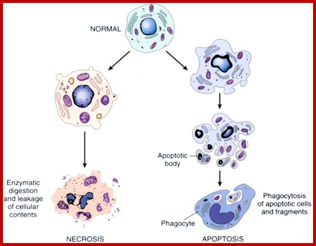 Image result for Apoptosis