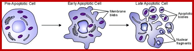 Image result for Apoptosis in cells