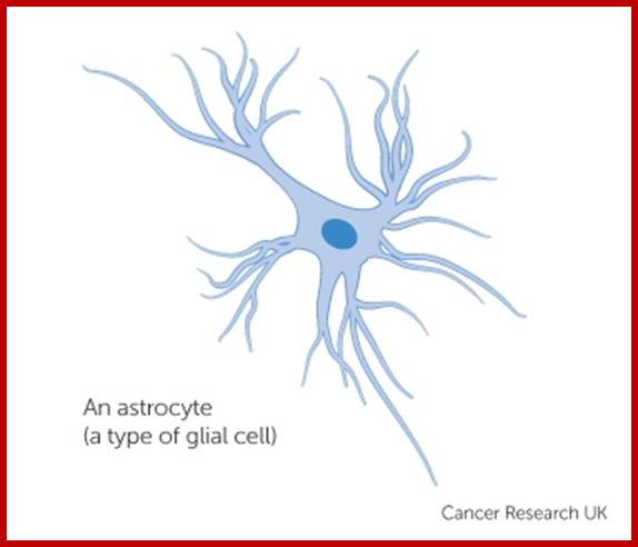 an astrocyte - a type of glial cell