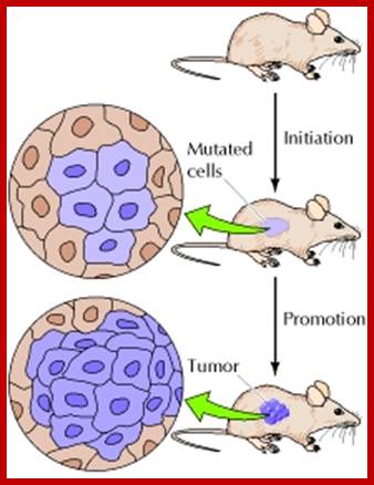 Description: Figure 15.7. Induction of tumors in mouse skin.