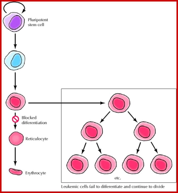 Description: Figure 15.11. Defective differentiation and leukemia.
