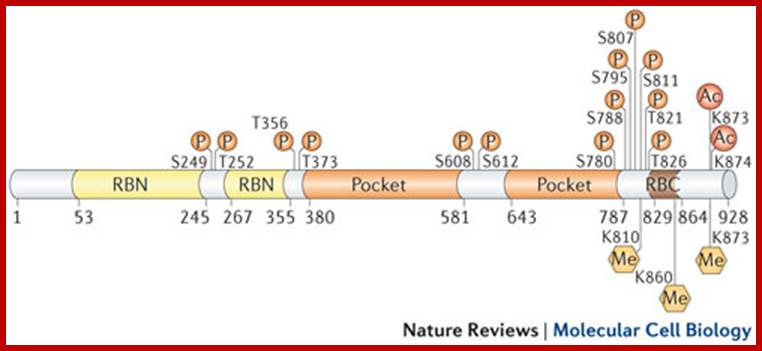 Molecular mechanisms underlying RB protein function