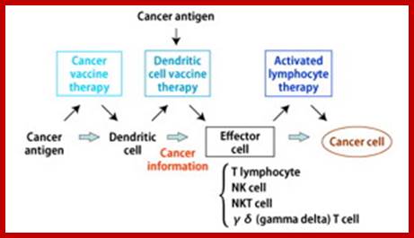 Description: cancer immunotherapy
