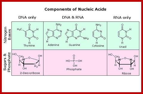 Image result for Chemical composition of DNA and RNAs
