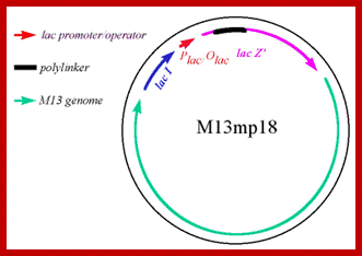 Image result for M13 phage DNA for mutagenesis