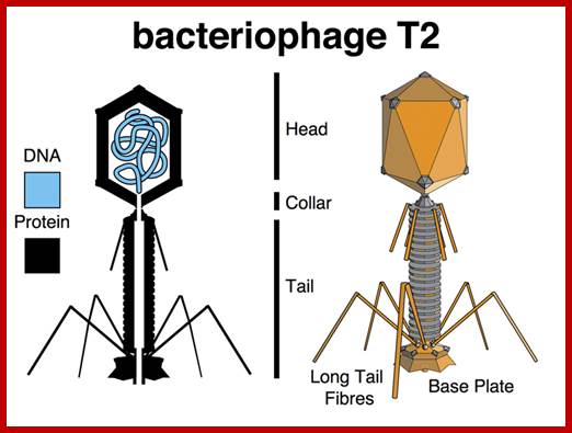 Image result for T2 phages