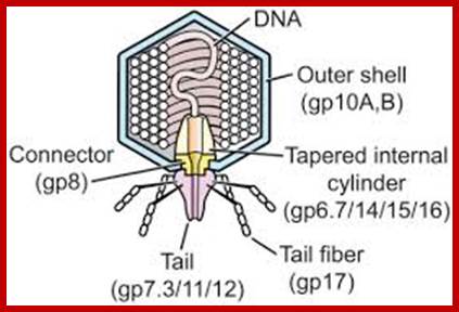 Image result for T7 phages