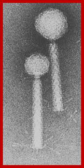 Image result for p2 phages