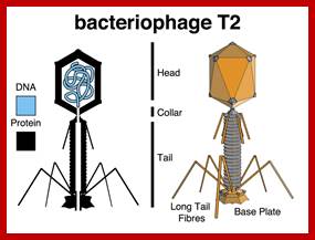 Image result for T2 Phage