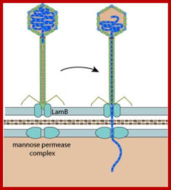 Image result for Lambda phages