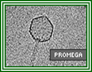 Packagene® Lambda DNA Packaging System From Promega
