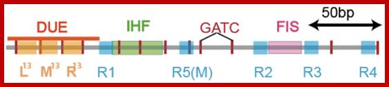 Image result for GATC sequences; R1,R2,R3 and R4 are the DnaA binding sites;