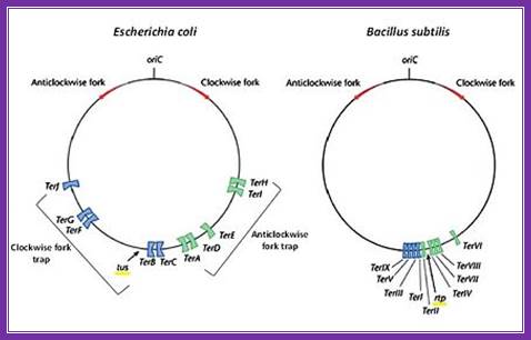 The circular chromosomes of E. coli (left) and B. subtilis (right) showing their respective origin of replication (Ori C), direction of the two replication forks (red arrows) and their subsequent fork traps (blue and green). Modified from .