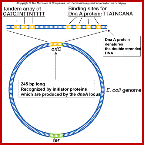 Image result for DNA replication OriC