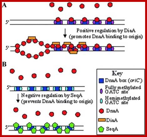Figure 1: Model outlining the proposed functions of the DiaA & SeqA proteins in the initiation of replication of chromosome 1 in P. profundum SS9 and in piezophilic growth. (A) DiaA is a positive regulator of the initiation of chromosome 1 replication and removal of DiaA results in piezo-sensitive growth. (B) SeqA is a negative regulator of the initiation of chromosome I replication and removal of SeqA results in piezo-enhanced growth. Model based on the functions of the E. coli DnaA, DiaA, and SeqA proteins.17,18,20,30