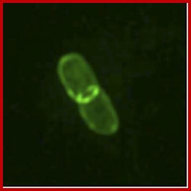 Image result for bacterial cell division