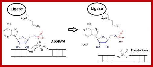 Image result for Activation of 5’ phosphate mediated by AMP-ligase complex