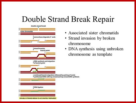 Image result for Ligation of DNA broken strands