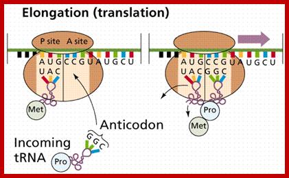 Image result for Protein synthesis-Translation Elongation in Eukaryotes