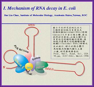 http://www.mun.ca/biochem/courses/4103/figures/RNA_decay_chao.jpg