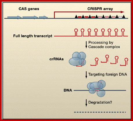 Figure 3. Gene Arrangement and Regulatory Functions of CRISPR RNAs CRISPR arrays are composed of DNA repeats (black triangles) separated by unique spacers (red speckled boxes). CAS genes (blue), which encode proteins that function in CRISPR RNA processing and/or DNA silencing, are located nearby. The CRISPR arrays are initially transcribed as a long RNA, which is subsequently processed by the Cascade complex (blue circles and ovals) to individual repeat-spacer units, called crRNAs. These crRNAs appear to target foreign DNA through an unknown mechanism likely involving other CAS proteins and the degradation of the exogenous DNA. 
                