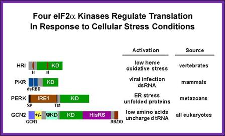 Four eIF2alpha Kinases Regulate Translation in Response to Cellular Stress Conditions
