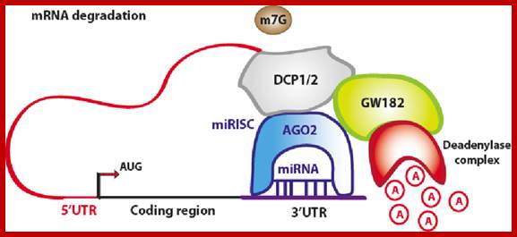 Figure 4. Schematic representation of miRNA-mediated mRNA degradation. The AGO2 protein interacts with GW182, whereas the enzymes DCP1/2 remove the 5'cap. Exonucleases start the deadenylation process, leading to the degradation of the mRNA. (Adapted from [11]). 
                
