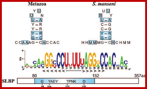 Fig. 5. Histone mRNA stem-loop. A schematic representation of the consensus sequence of histone 3 ′ mRNA hairpin in metazoans and S. mansoni . The interaction between the stem-loop and the stem-loop binding protein (SLBP) is indicated by blue boxes. The RBD motif is conserved in the parasite, forming a stable complex responsible for the histone mRNA processing and translation. The sequence logo shows the conservation among all the predicted S. mansoni histone hairpins. R = A or G (purine); Y = C or U (pyrimidine); M = A or C; H = A, C or U; B = C, G or T. 
                