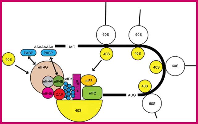 Figure 2.   The interaction of PABP with the 48S initiation complex. The interaction between PABP, bound to the poly(A) tail, and eIF4G and eIF4B is indicated with arrows. The interaction results in the circularization of the mRNA.