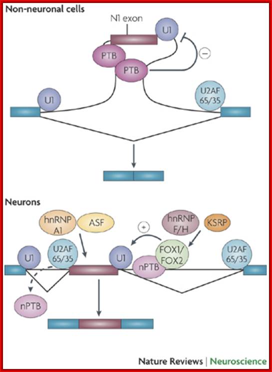 Neuronal regulation of alternative pre-mRNA splicing