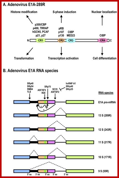 Schematic structures of adenovirus E1A protein and mRNAs. A. Structure of E1A protein (full-length 289R variant) and its biological functions. Four conserved regions (CR1-CR4) in E1A and mapped domains in E1A are diagramed 30. B. RNA structure and alternative spliced species of E1A pre-mRNA. A bidirectional splicing enhancer (BSE) is shown in exon 2 in green, and cellular splicing factors or regulators that control selection of each splice site are indicated by arrows. The panel is modified from reference 269, with permission. Dotted lines indicate splicing directions.
