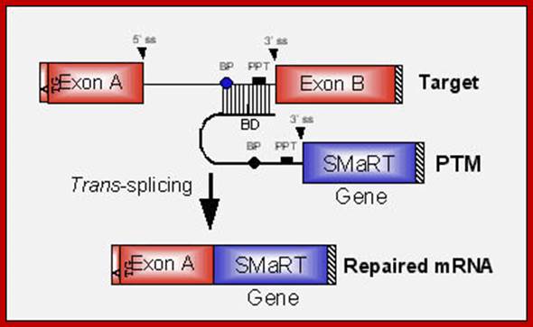 Image result for SMART Spliceosomal Mediated RNA trans-splicing