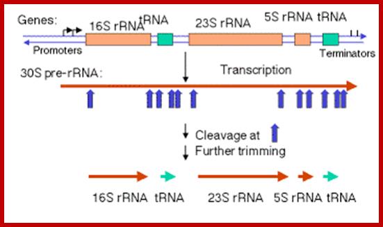 Image result for rRNA operon in bacteria