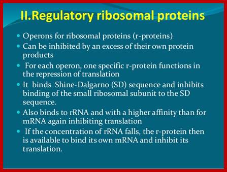 Image result for ribosomal protein operon in E.coli