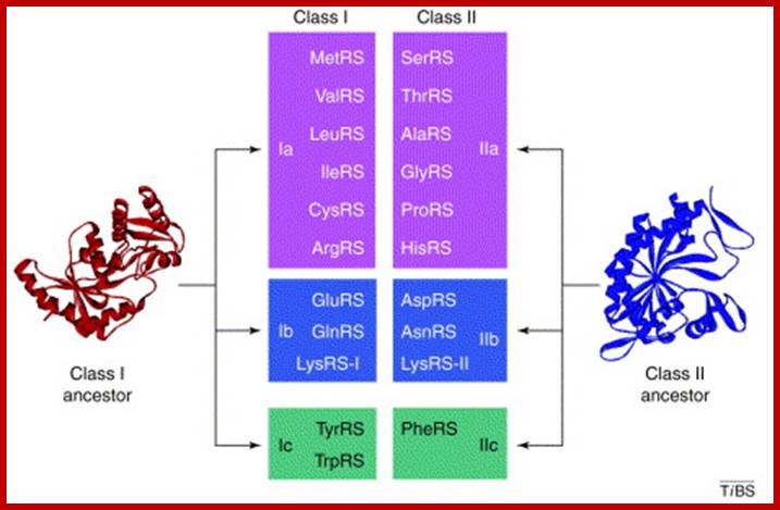 Image result for Class I and class II- tRNAs