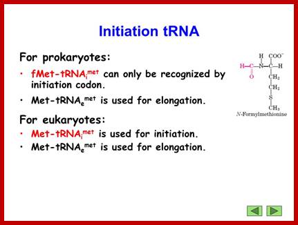 Image result for f-met tRNA