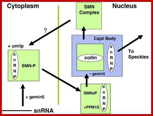The Spliceosomal U snRNP Cycle. Newly-synthesized spliceosomal U snRNAs (pink ...