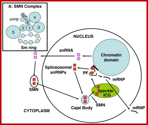 The SMN complex cycle. In the cytoplasm, the U snRNP core is assembled by the ...