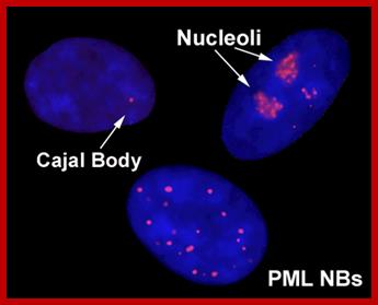 http://mol-biol4masters.masters.grkraj.org/html/Ribose_Nucleic_Acid2C-rRNA_Processing_in_Eukaryotes_files/image007.jpg