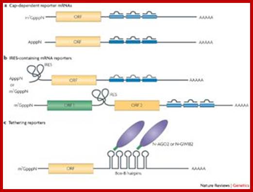Mechanisms of post-transcriptional regulation by microRNAs: are the answers in sight?