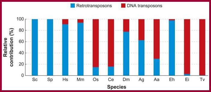 A stacked bar graph shows the relative proportion of two classes of transposable elements in twelve eukaryotic species. The species are shown along the X-axis, and a shaded vertical bar shows the relative contribution of retrotransposons and DNA transposons as a percentage of the total number of transposable elements. The area of the bar shaded blue represents the proportion of retrotransposons, while the area of the bar shaded red represents the proportion of DNA transposons. Species Sc, Sp, Hs, Mm, Dm, Ag, and Eh are between 60 and 100 percent retrotransposons, whereas species Os, Ce, Aa, Ei, and Tv are between 70 and 100 percent DNA transposons.