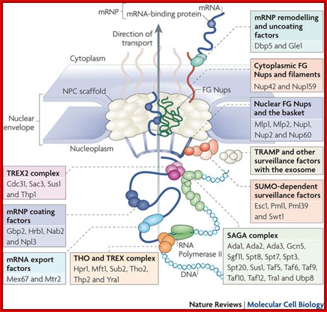 The nuclear pore complex: bridging nuclear transport and gene
      regulation