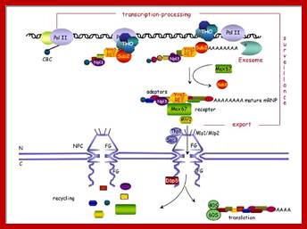 Image result for Transcription, Processing are linked to Export of the same