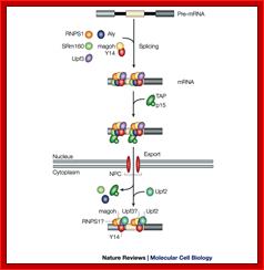 Messenger-rna-binding proteins and the messages they carry