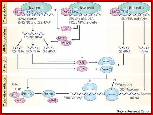 MYC as a regulator of ribosome biogenesis and protein synthesis