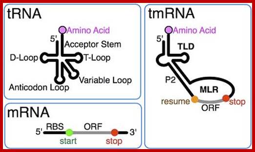 tmRNA structure