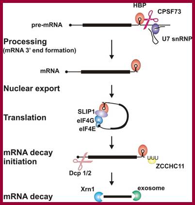 Image result for Histone mRNA decay